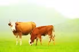 /www/bananadaily.net/web/images/image/2259/22598266.avif